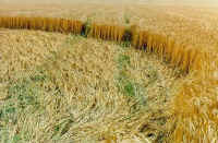 Upper Farm, Hampshire crop circle, aerial photo 3