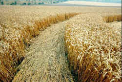 The crew of the American plane crop circle, aerial photo 3