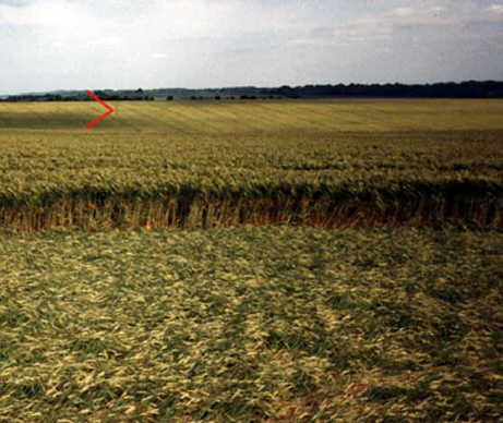 longwood88b.jpg (31101 bytes)