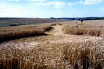allingtondown90c.jpg (49887 bytes)