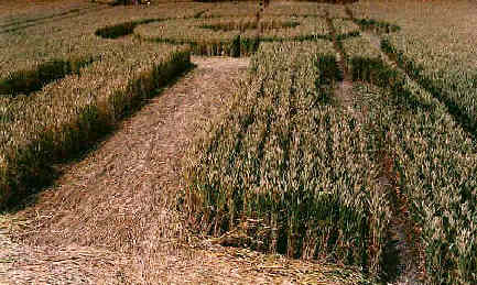 Alton Barnes, Wiltshire crop circle, aerial photo 4