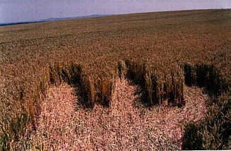 Alton Barnes, Wiltshire crop circle, aerial photo 6