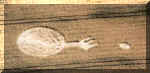 wpeFA.jpg (18449 bytes)