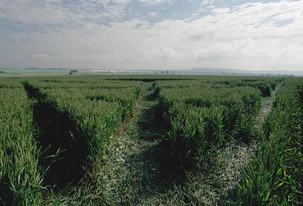 Several people crop circle, ground photo 8