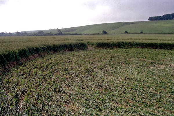 Several people crop circle, ground photo 16