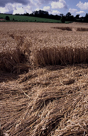 Newton St Loe, Somerset crop circle, aerial photo 4