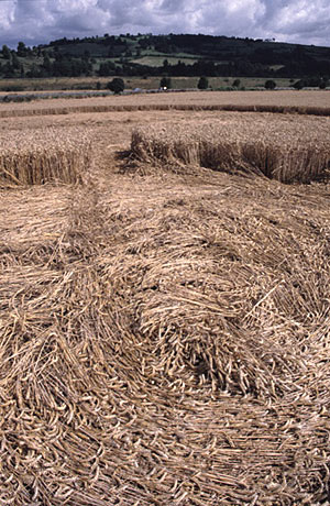 Newton St Loe, Somerset crop circle, aerial photo 5