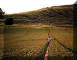 Cley Hill, Wiltshire crop circle, aerial photo 3