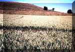 Cley Hill, Wiltshire crop circle, aerial photo 4