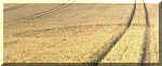 Cley Hill, Wiltshire crop circle, aerial photo 2