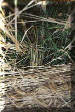 Murcar, Scotland crop circle, aerial photo 6