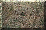 Murcar, Scotland crop circle, aerial photo 7