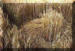 Etchilhampton, Wiltshire crop circle, aerial photo 13
