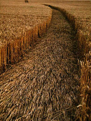 Berkhamsted/Hemel Hempstead, Hertfordshire crop circle, aerial photo 2