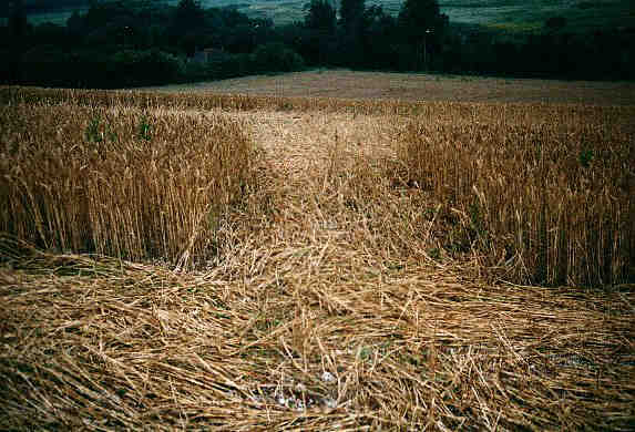 Barton Springs, Bedfordshire crop circle, aerial photo 2