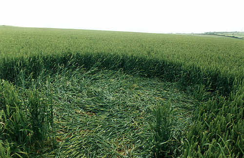 Down Thomas, Devon crop circle, aerial photo 2