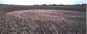 Toot Balden, Oxforedshire crop circle, aerial photo 3