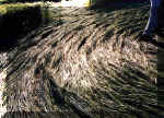 Hammerwich, Staffordshire crop circle, aerial photo 3