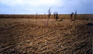 Areley Common, Herefrodshire crop circle, aerial photo 2