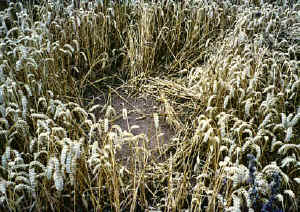Areley Common, Herefrodshire crop circle, aerial photo 4