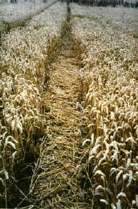 Areley Common, Herefrodshire crop circle, aerial photo 6