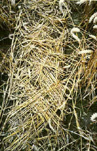 Areley Common, Herefrodshire crop circle, aerial photo 8