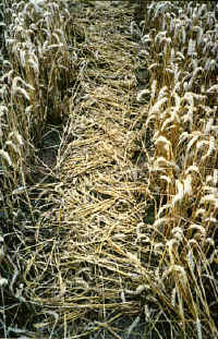 Areley Common, Herefrodshire crop circle, aerial photo 7