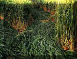 Yoxall, Staffordshire crop circle, aerial photo 9