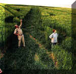 Yoxall, Staffordshire crop circle, aerial photo 7