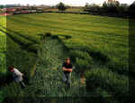 Yoxall, Staffordshire crop circle, aerial photo 6