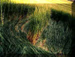 Yoxall, Staffordshire crop circle, aerial photo 10
