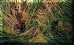 Yoxall, Staffordshire crop circle, aerial photo 5