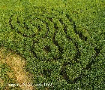 Stanton St Bernard, Wiltshire crop circle, aerial photo 4