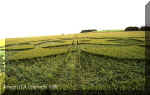 Avebury Trusloe, Wiltshire crop circle, aerial photo 3