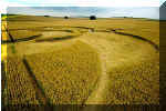 Beckhampton (3), Wiltshire crop circle, aerial photo 6