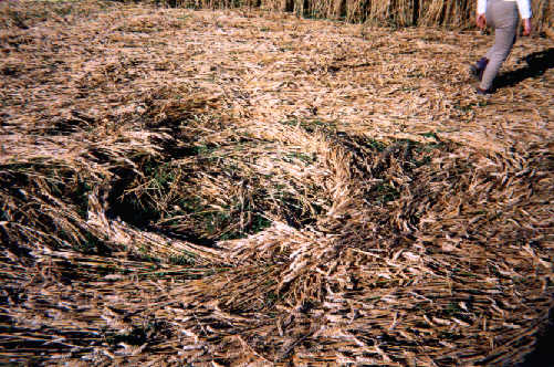 Bishop Cannings, Wiltshire crop circle, aerial photo 2