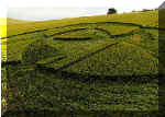 Furze Hill, Wiltshire crop circle, aerial photo 4