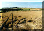 Cherhill White Horse, Wiltshire crop circle, aerial photo 3