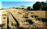 Cherhill White Horse, Wiltshire crop circle, aerial photo 4