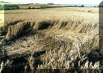 Cherhill White Horse, Wiltshire crop circle, aerial photo 5