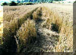 Cherhill White Horse, Wiltshire crop circle, aerial photo 6