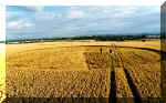 Milk Hill, Wiltshire crop circle, aerial photo 17