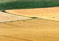 Milk Hill, Wiltshire crop circle, aerial photo 24