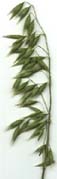 malt.jpg (3366 bytes)