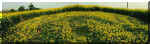 Newton St Loe, Somerset crop circle, aerial photo 2