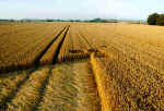 Yatesbury, Wiltshire crop circle, aerial photo 5