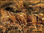 Avebury Avenue, Wiltshire crop circle, aerial photo 16