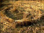 Avebury Avenue, Wiltshire crop circle, aerial photo 17