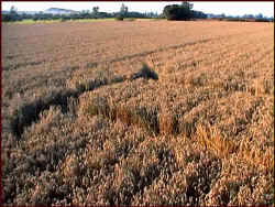 Avebury Avenue, Wiltshire crop circle, aerial photo 22