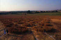 Avebury Avenue, Wiltshire crop circle, aerial photo 4